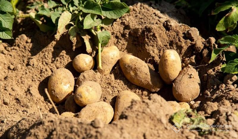 Ви зараз переглядаєте Розподіл сортів картоплі на типи та групи — експертка назвала придатні для вирощування на Кіровоградщині