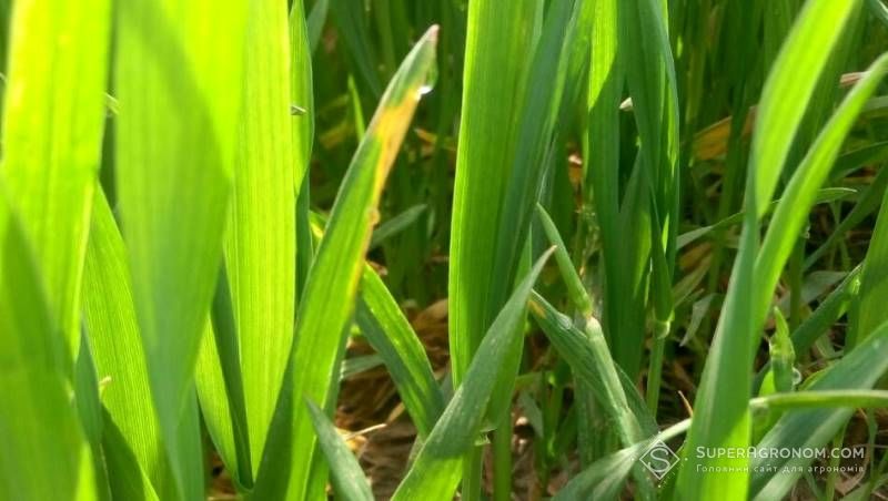 Ви зараз переглядаєте Розвиток хвороб на озимих зернових та ріпаку прогресує через погоду у квітні