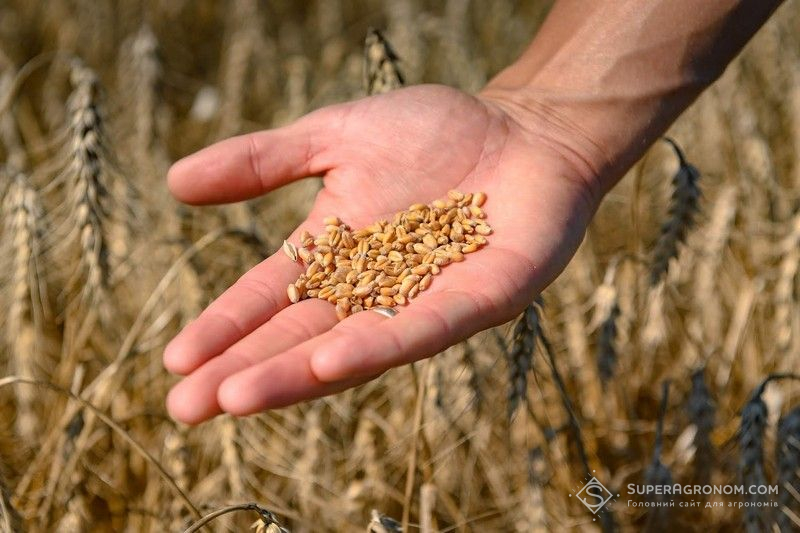 Ви зараз переглядаєте Секрет стабільно врожайних екотипів твердої пшениці розкрили за допомогою ШІ