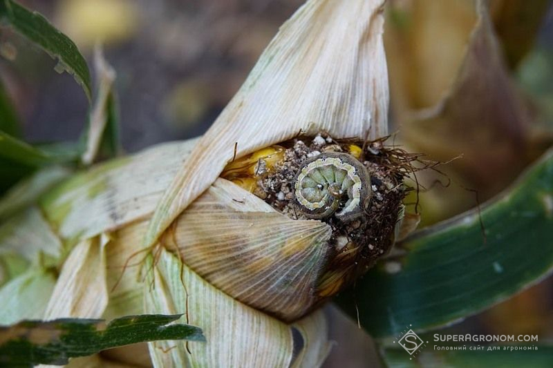 Ви зараз переглядаєте ШІ розпізнає шкідників за фото: у США створили сервіс Pest-ID для фермерів