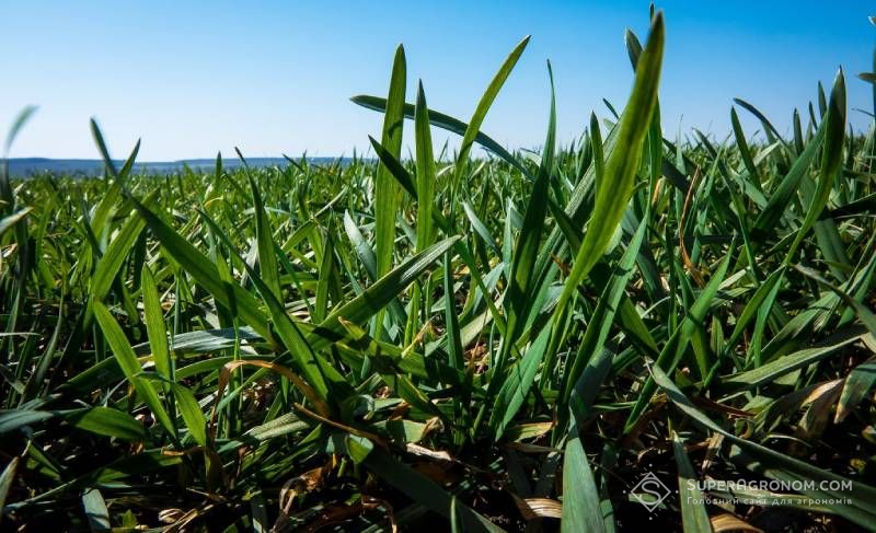 Ви зараз переглядаєте Стан озимих пшениці та ячменю на Тернопільщині наразі переважно добрий — Держпродспоживслужба