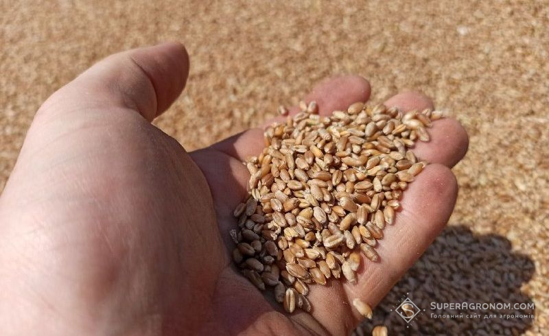 Ви зараз переглядаєте Світові ціни на пшеницю ростуть через посухи та дефіцит добрив