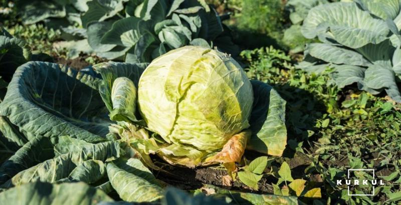 Торішня капуста дорожчає на тлі активізації попиту Торішня капуста дорожчає на тлі активізації попиту