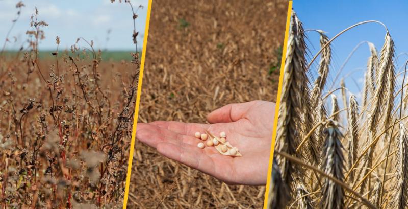 У 2026 році очікується зміна структури посівів: більше нішевих та технічних, менше — кукурудзи та овочів