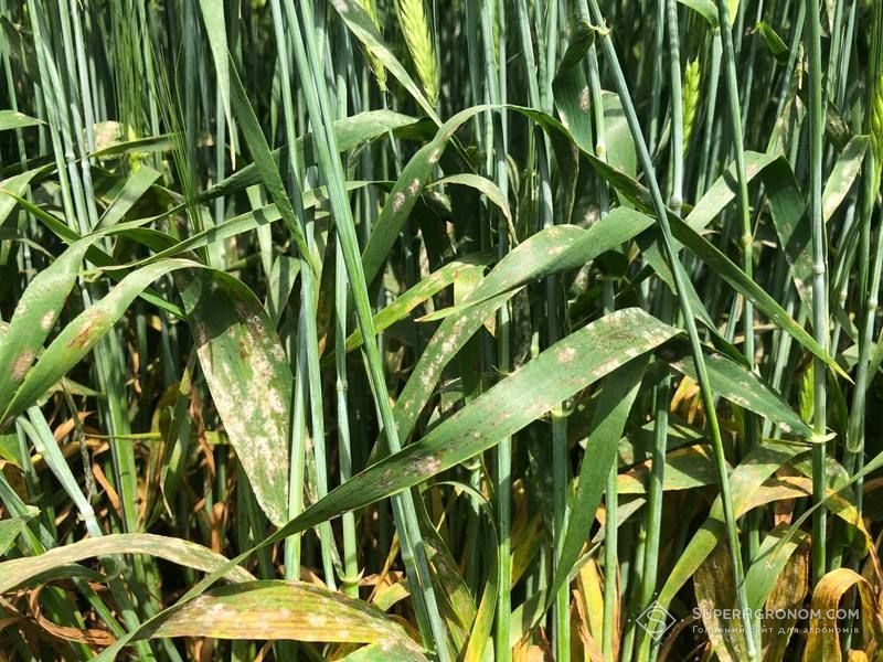 Ви зараз переглядаєте У посівах озимих зернових поширюються борошниста роса та септоріоз