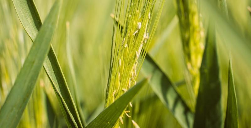 У регіонах через клімат змінюється структура посівів 