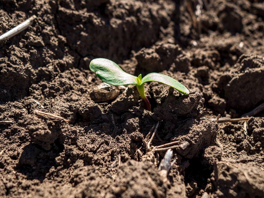 Ви зараз переглядаєте У Tekom Agro Group отримали перші сходи соняшнику під урожай 2026 року
