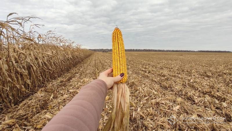 Ви зараз переглядаєте В Україні обсяги виробництва зернових в 2025-му були найвищими за останні 4 роки — Держстат