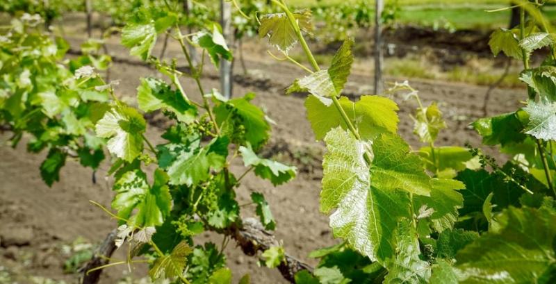 В Україні запрацює єдина система обліку у галузі виноградарства В Україні запрацює єдина система обліку у галузі виноградарства