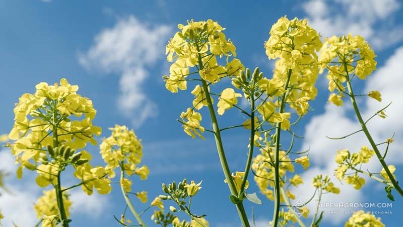 Ви зараз переглядаєте В Україні змінять порядок експорту сої та ріпаку у сезоні 2026/27