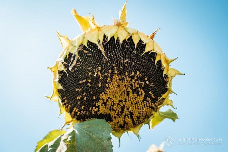 Ви зараз переглядаєте Виробництво соняшника в ЄС збільшиться до 9,6 млн т