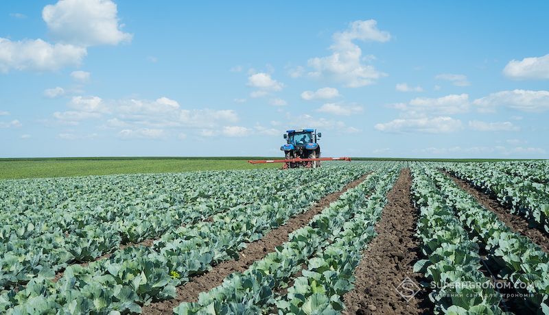 Ви зараз переглядаєте Вирощування овочів на Херсонщині стає альтернативою вирощуванню пшениці