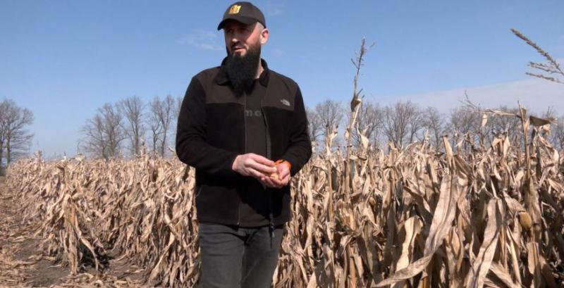 Висока вологість змусила фемера з Черкащини відкласти збір кукурудзи до весни