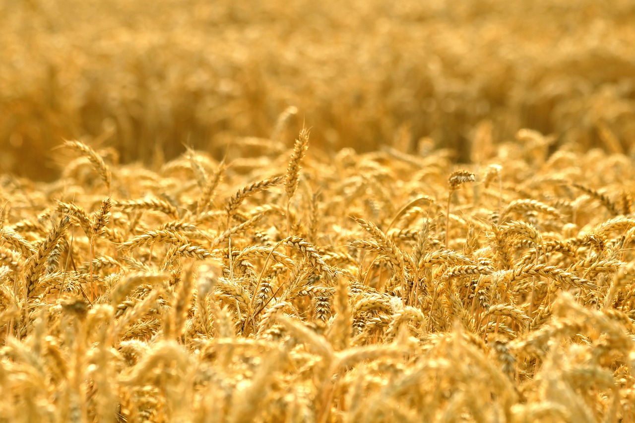 Ви зараз переглядаєте ЄС може запровадити санкції проти Ізраїлю через українське зерно