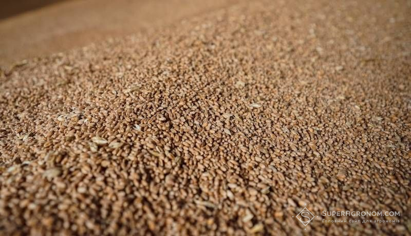 Ви зараз переглядаєте Закупівельні ціни на зерно в Україні: пшениця й кукурудзу демонструють підвищення