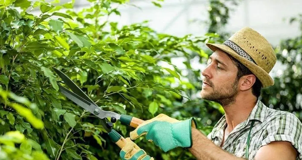 Ви зараз переглядаєте Уряд відкриває нові можливості для експорту українських фруктів і ягід