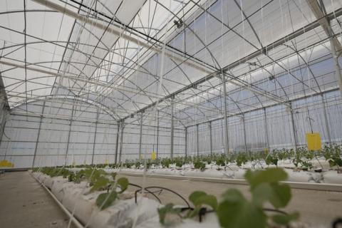 Ви зараз переглядаєте Syngenta відкриває R&D Technology Center в Ель-Ехідо для прискорення селекції овочів і роботи з новими патогенами
