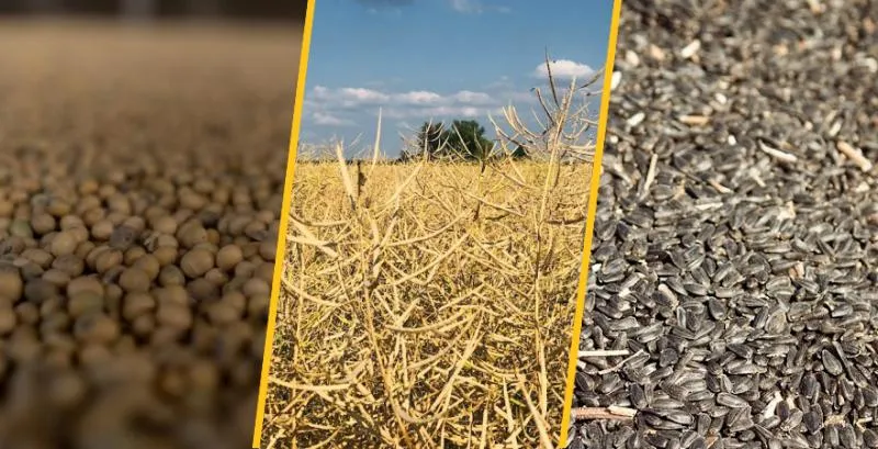 Ви зараз переглядаєте USDA прогнозує різке зростання світового виробництва олійних культур у 2026/27 МР