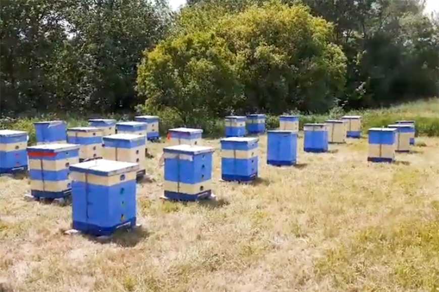 Ви зараз переглядаєте Євроінтеграція та бджільництво: реєстрація пасік в Україні стане обов’язковою