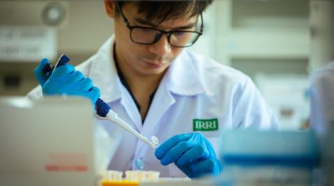 Ви зараз переглядаєте IRRI отримав третю сертифікацію ETS та вперше пройшов PBI-MP для розробок у генній інженерії й редагуванні геному