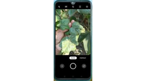 Ви зараз переглядаєте ITC повідомила про роботу AI-сервісу Crop Doctor у платформі ITCMAARS для виявлення хвороб і шкідників
