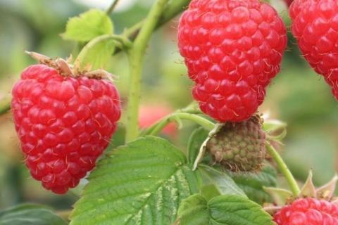 Ви зараз переглядаєте Корнеллська програма селекції ягід випробувала 18 480 сіянців і готує нові добори для фермерів Нью-Йорка