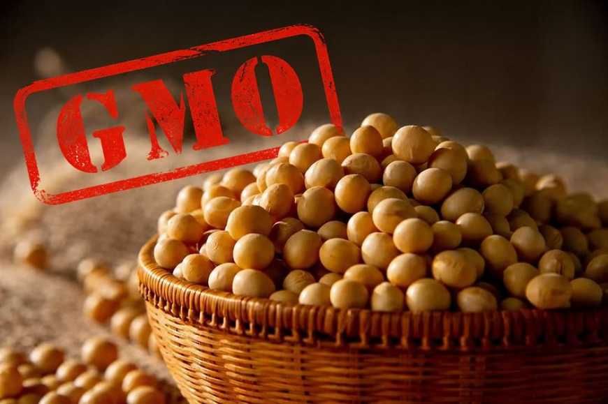Ви зараз переглядаєте У 2030 році можуть дозволити офіційно продавати ГМ-насіння в Україні – експерт