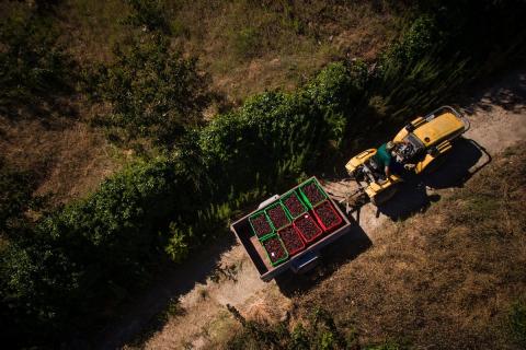 Ви зараз переглядаєте В Іспанії прогнозують урожай черешні та Picota в долині Херте на рівні 16–18 тис. тонн у сезоні 2026
