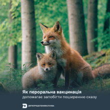 Ви зараз переглядаєте Держпродспоживслужба пояснила, як пероральна вакцинація допомагає запобігти поширенню сказу