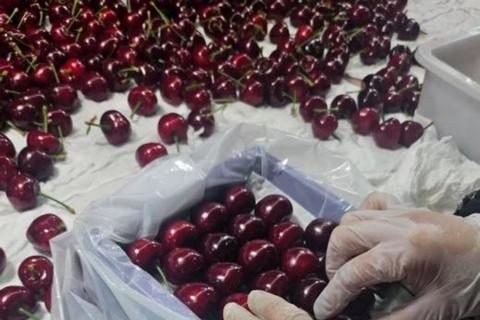 Ви зараз переглядаєте У Даляні стартує пік сезону черешні, але великого преміум-калібру бракує