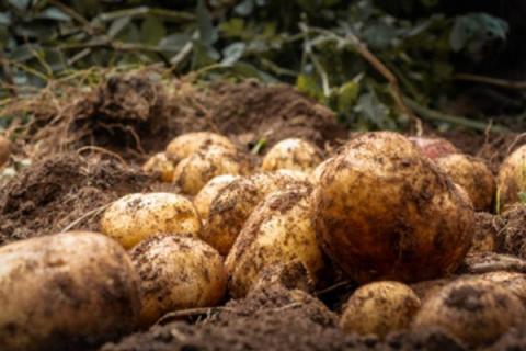 Ви зараз переглядаєте Картоплярство Ефіопії привертає інвестиційну увагу: фокус на насінництві та зберіганні