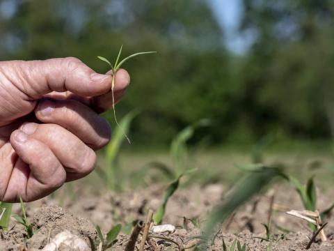 Ви зараз переглядаєте Контроль бур’янів у кукурудзі: як підвищити ефективність ґрунтових гербіцидів і уникнути фітотоксичності