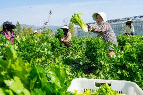 Ви зараз переглядаєте Китайська провінція Цінхай нарощує виробництво «холодолюбних» овочів і розширює збут за межі регіону