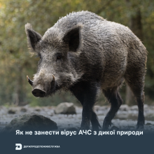 Ви зараз переглядаєте Держпродспоживслужба нагадала, як не занести вірус АЧС з дикої природи