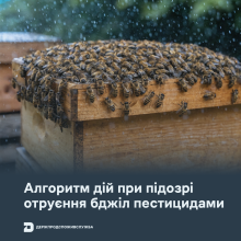 Ви зараз переглядаєте Держпродспоживслужба оприлюднила алгоритм дій при підозрі отруєння бджіл пестицидами