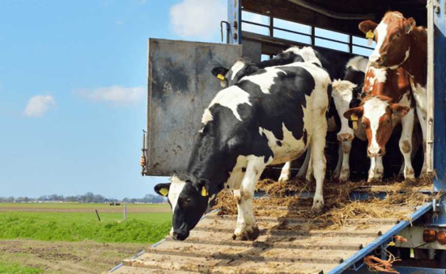 Ви зараз переглядаєте На Полтавщині фермер пропонує безкоштовно прихистити евакуйовану з-під обстрілів худобу