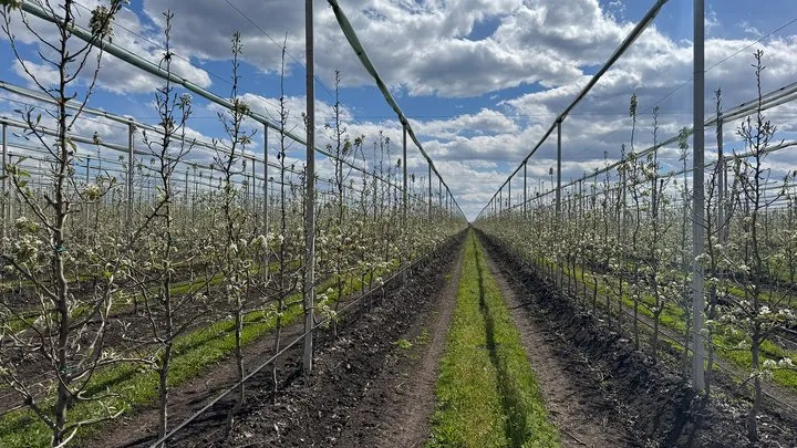 Ви зараз переглядаєте На Кіровоградщині розквіт найбільший грушевий сад України