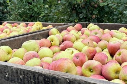 Ви зараз переглядаєте Сезон яблук 2025/26 у США: виробництво 282 млн бушелів, скорочення площ і зміни в запасах