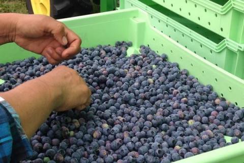 Ви зараз переглядаєте Заморозки у Флориді знищили до 75% врожаю лохини: сезон стартував із двомісячним запізненням