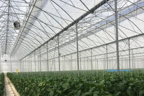 Ви зараз переглядаєте Arrigoni Group представить на GreenTech Amsterdam 2026 інсектозахисні сітки Biorete Air Plus для насіннєвих овочевих культур