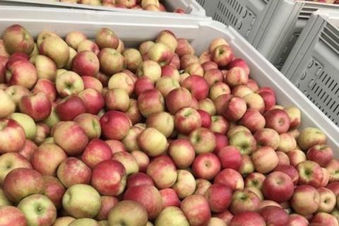 Ви зараз переглядаєте У Пенсильванії зростають ціни на яблука Honeycrisp, тоді як більшість сортів тримаються стабільно