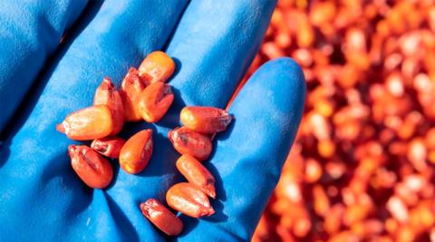 Ви зараз переглядаєте Center for Food Safety через суд вимагає від EPA оприлюднити документи про утилізацію інсектицидно протруєного насіння на етанольних заводах