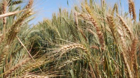 Ви зараз переглядаєте CIMMYT і Cornell University запустили Global Wheat Health Alliance для посилення стійкості пшениці до хвороб