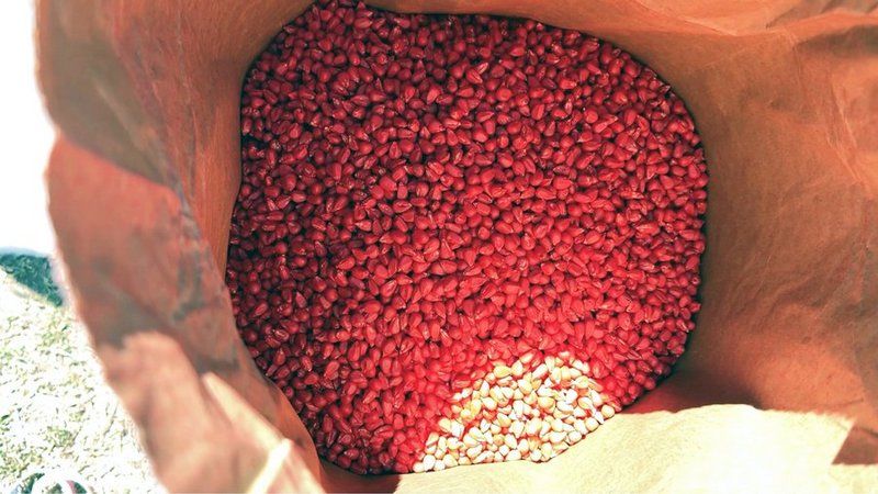 Ви зараз переглядаєте Через високі ціни на пальне і добрива на Волині подекуди зменшують площу кукурудзи