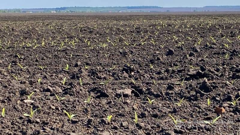 Ви зараз переглядаєте Через втрати ріпаку на Одещині частину площ засіяли кукурудзою і роблять ставку на озимий клин