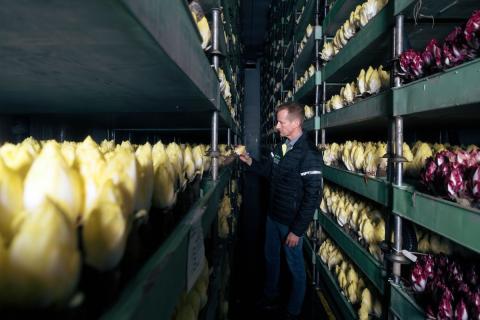 Ви зараз переглядаєте Швейцарські виробники ендивії попереджають: обмеження дозволених ЗЗР у коренеплодах може поставити під загрозу галузь