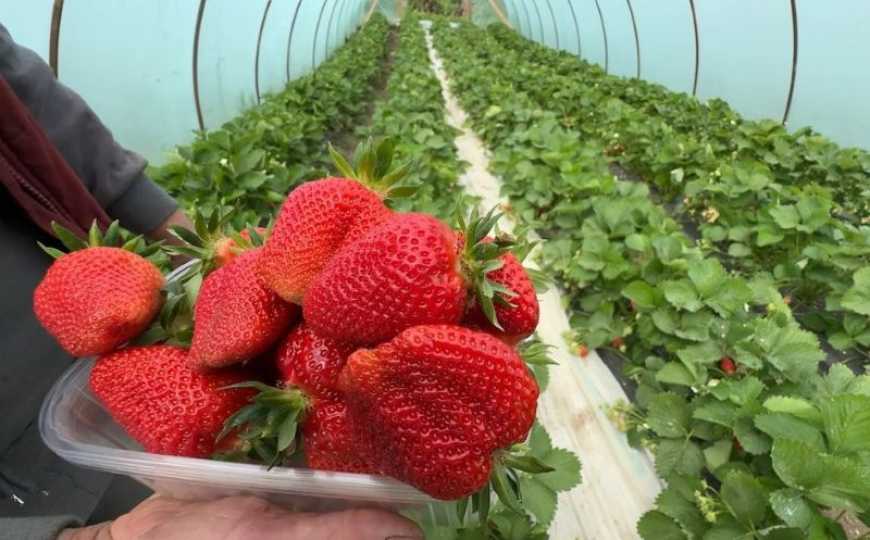 Ви зараз переглядаєте Суничну ферму на Хмельниччині заснувала переселенка з Херсонщини