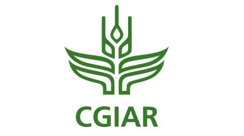 Ви зараз переглядаєте ICRISAT поєднує селекцію, біоконтроль і цифрові сервіси для захисту зернобобових від хвороб у сухих зонах Азії та Африки