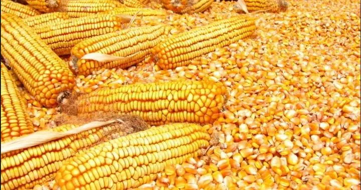 Ви зараз переглядаєте Україна наступного сезону збільшить експорт кукурудзи