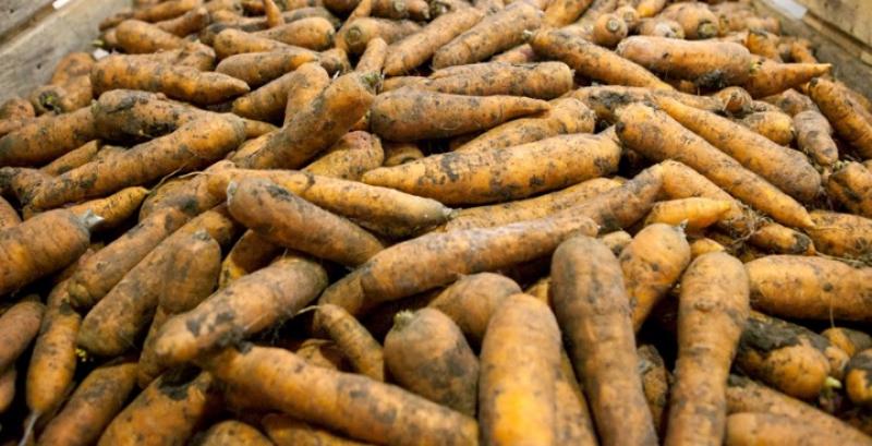 Фермери підвищили ціни на торішню моркву на 34% Фермери підвищили ціни на торішню моркву на 34%